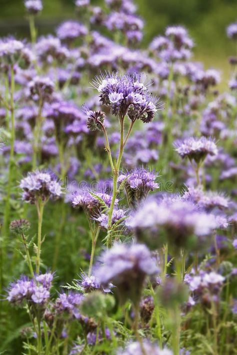 Phacelia Flower, Mulch Plants, Tansy Flower, School Courtyard, Green Manure, Bungalow Garden, Bug Garden, Plant Vibes, Bee Friendly Flowers