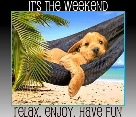 It's The Weekend, Relax. Enjoy. Have Fun weekend weekend quotes weekend pictures… Weekend Images, Slaap Lekker, Beautiful Dogs, Mans Best Friend, Yorkshire Terrier, Dog Accessories, I Love Dogs, Dog Life, Dog Love