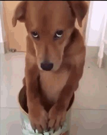 Sorry Sad GIF - Tenor GIF Keyboard - Bring Personality To Your Conversations | Say more with Tenor Guilty Dog, Puppy Dog Eyes, Love My Dog, Cute Puppy Videos, Dog Eyes, Bad Dog, Puppy Eyes, Funny Dog Videos, Dog Sitting