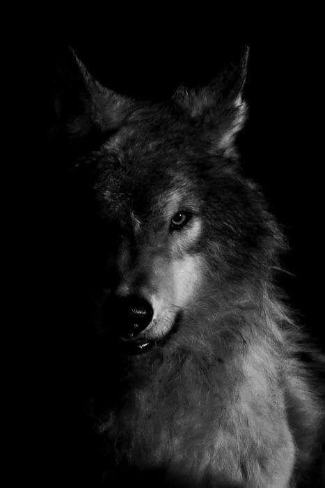 Wolf Black And White, Wolf Aesthetic, Lone Wolf Quotes, Shadow Wolf, Wolf Tattoo Sleeve, Wild Animal Wallpaper, Wolf Tattoo Design, Wolf Spirit Animal, Timber Wolf