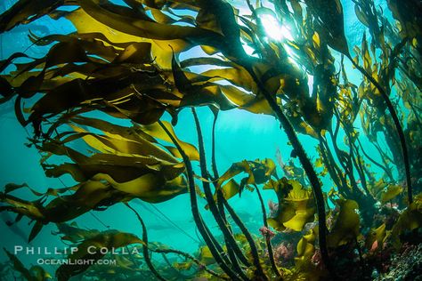 Bull Kelp, Carbon Sequestration, Kelp Forest, Underwater Art, Queen Charlotte, Tide Pools, British Columbia Canada, Vancouver Island, Community Art