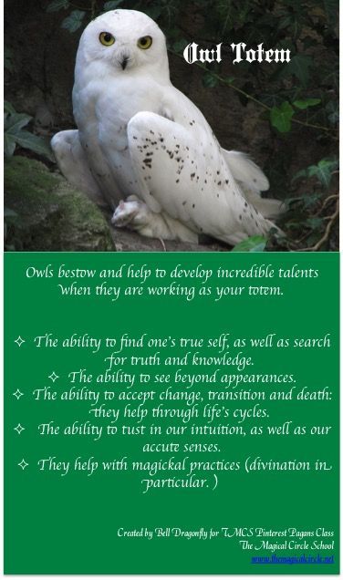 Your Animal Spirit Guide for January 29 is The Owl – Witches Of The Craft® Owl Medicine, Animal Totem Spirit Guides, Magical Circle, Owl Symbolism, Owl Totem, Spirit Animal Meaning, Totem Animals, Animal Meanings, Spirit Animal Totem