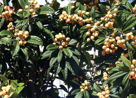 Best Florida Food Forest Plants Loquat Tree, Food Forest Garden, Florida Food, Bald Cypress, Healing Foods, Herbal Teas Recipes, Forest Plants, Food Forest, Forest Garden