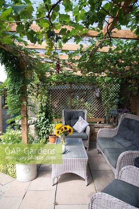 Seating area under wooden pergola with Vitis - Grape Vine - over the top, trellis panels at back Pergola With Trellis, Pergola Around Tree, Pergola With Grape Vines, Trellis Seating Area, Grapevine Pergola Ideas, Grape Vines Pergola, Grape Vine Patio, Grape Arbour, Trellis Pergola Ideas