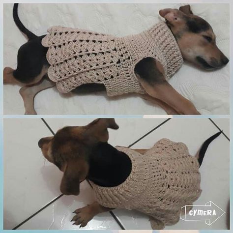 Dog Crochet Outfits, Crochet Dog Accessories, Crochet Ideas Aesthetic, Crochet Dog Sweater Free Pattern, Diy Dog Sweater, Lidia Crochet Tricot, Katt Grejer, Crochet Dog Clothes, Butterfly Crochet