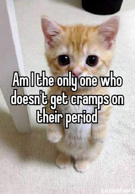 Cat Reaction, Hilarious Images, Father And Girl, Girls Diary, Silly Cats Pictures, Pretty When You Cry, Whisper Funny, Reaction Pics, Word Pictures