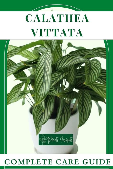 Calathea Vittata Elliptica Care Guide Calathea Vittata, Brazilian Rainforest, Plant Party, Calathea Plant, House Plant Care, Growing Indoors, Plant Mom, Plant Lady, Plant Life