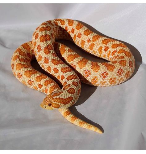 Hog Nose Snake Morphs, Hog Nose Snake, Snake Morphs, Western Hognose, Western Hognose Snake, Rosy Boa, Hognose Snake, Cool Snakes, Pretty Snakes