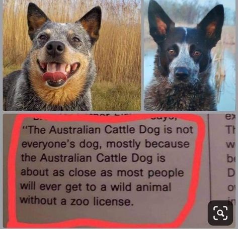 Australian Cattle Dog Funny, Funny Dog Reaction, Cattle Herding, Rat Funny, Red Heeler Dog, Queensland Heeler, Aussie Cattle Dog, Austrailian Cattle Dog, Red Heelers