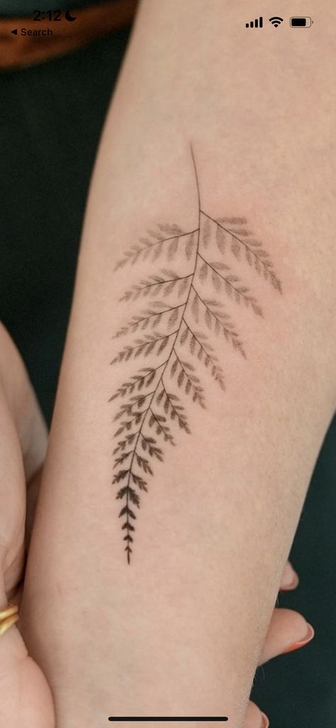 Flowers And Ferns Tattoo, Fern Dotwork Tattoo, Mimosa Pudica Drawing, Fern Tree Tattoo, Asparagus Fern Tattoo, Ferm Tattoos, Water Sleeve Tattoo Women, Fern Tattoo Linework, Pnw Fern Tattoo