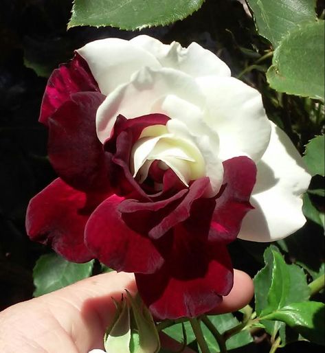 Osiria Rose, Rose Bush, Red Rose, Seeds, Roses, Green, Red, White