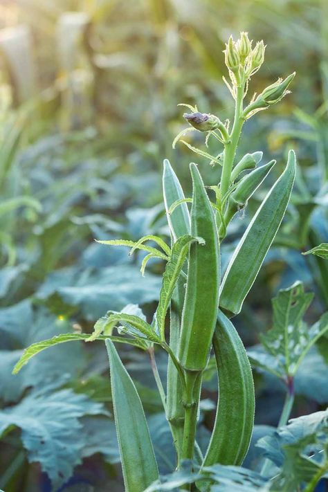 If you've never grown okra before, you might be tempted to let it get too big and woody. Find out when and how to harvest your crop now with our tips. #okra #vegetablegardening #growingfood #gardenerspath Grow Okra, Growing Okra, Como Plantar Pitaya, Okra Plant, Okra Seeds, Giant Vegetable, Food Work, Growing Peas, Pickled Okra