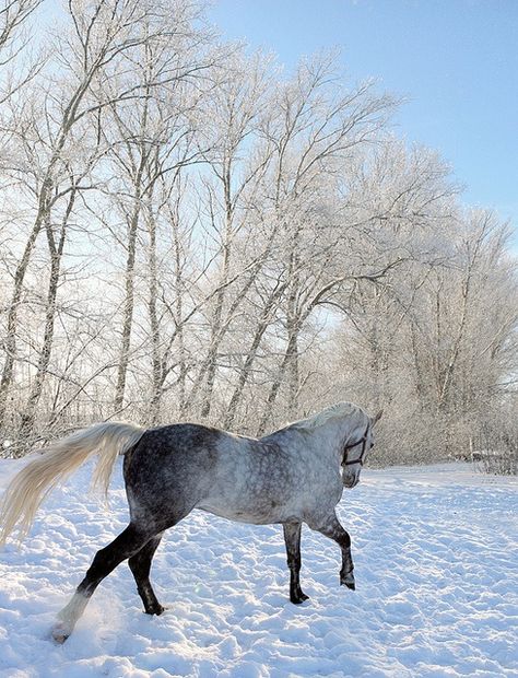 Horses In Snow, Winter Horse, Equestrian Aesthetic, Horse Boarding, Horse Aesthetic, All The Pretty Horses, Equestrian Life, White Horses, Cute Horses