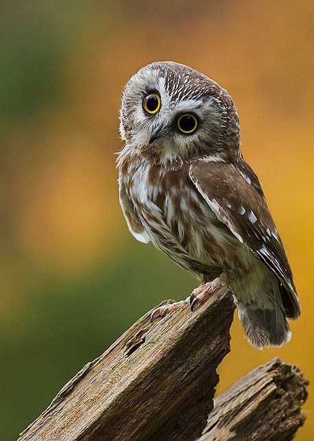 Elf Owl, Owl Wisdom, Saw Whet Owl, Barn Owls, Owl Photography, Owl Photos, Owl Pictures, Beautiful Owl, Airbrush Art