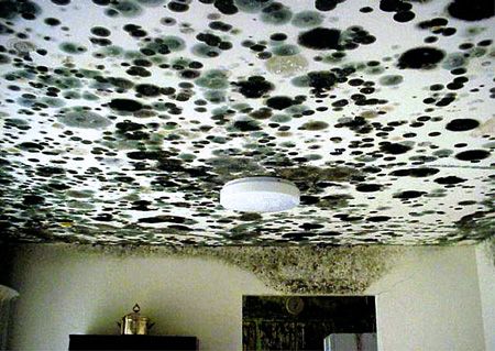 Black toxic mold usually grows hidden behind walls, above the ceiling or below the floor. Our black toxic mold inspectors use tools such as a hygrometer to measure humidity, fiber optics to look into wall cavities and moisture meters to find potential areas for black toxic mold growth.