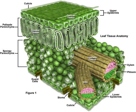 Plant Morphology, Ground Tissue, Plant Cell Structure, Plant Anatomy, Cell Diagram, Biology Plants, Plant Physiology, Leaf Structure, Plant Structure