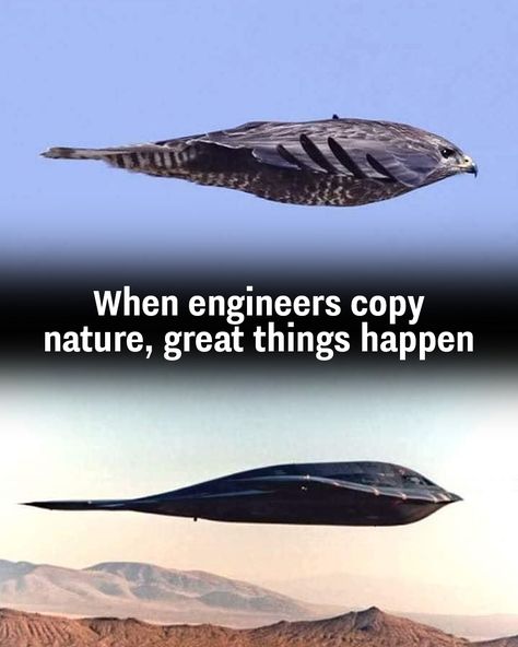 Nature is the greatest aeronautical engineer!🦅🛩️ Aeronautical Engineering Aesthetic, Engeenering Aesthetic, Engineer Aesthetic, Engineering Aesthetic, Aeronautical Engineering, Astronomy Science, Aerospace Engineering, Astronomy, Funny Memes