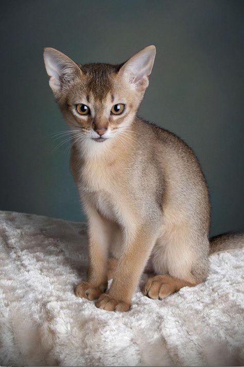 Singapura Cat, All Cat Breeds, American Bobtail, Japanese Bobtail, Rare Cats, Abyssinian Cats, Cat Pose, Cat Photography, Unique Cats