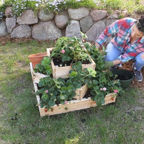 Tiered Strawberry Planter, Strawberry Planters Diy, Strawberry Planter, Planter Diy, Strawberry Planters, Diy Planter, نباتات منزلية, Diy Planter Box, Pallet Planter