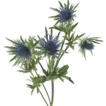 Blue Thistle Flower, Wedding Flower Guide, Blue Thistle, February Wedding, Wedding Themes Fall, Flower Guide, Thistle Flower, Blue Wedding Flowers, Flower Meanings