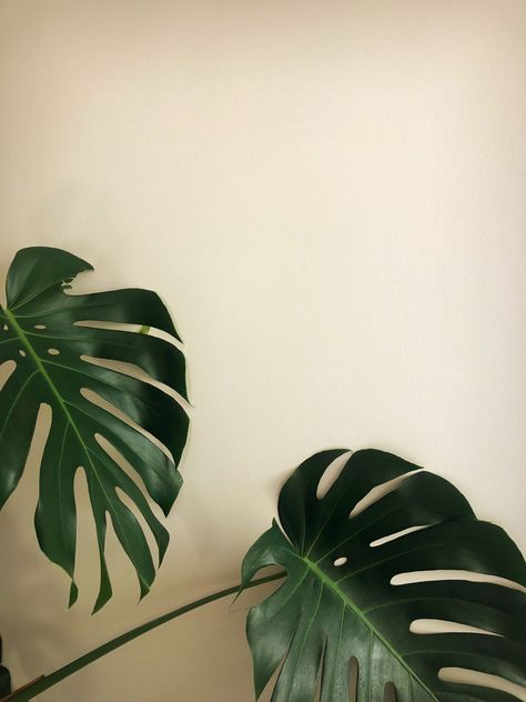 Monstera, flower Monstera Plant Aesthetic, Plant Aesthetic, Monstera Plant, Plant Leaves, Plants, Flowers, Quick Saves