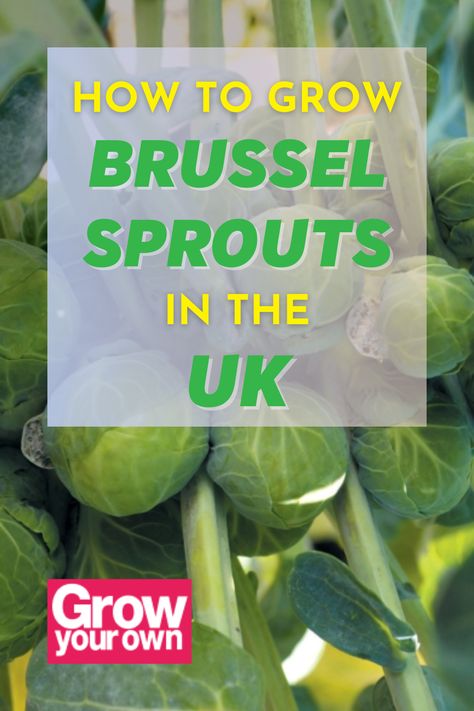 The festive season is here! For your next Christmas dinner, you might want to try growing your own brussel sprouts! This vegetable is packed with nutritional benefits and are also easy to grow in the UK and in your own garden or allotment! Grow Brussel Sprouts, Sprouts Growing, Growing Peas, School Dinners, Organic Pesticide, Crop Rotation, Delicious Vegetables, Crab Apple, Organic Matter