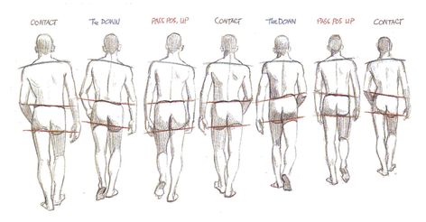 animate-nadine: Walk cycle from the back view Walk Cycle Reference, Walking Animation, Walking Poses, Walk Cycle, Human Figure Drawing, Anatomy Poses, Drawing Simple, Animation Tutorial, Animation Reference