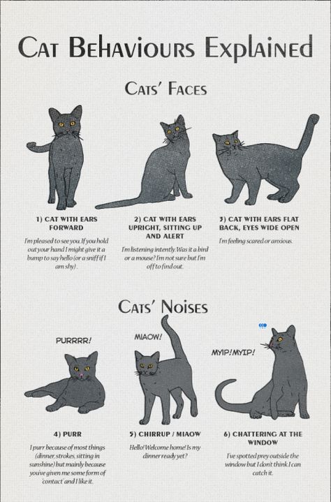 Cat Behavior | American Infographic Cat Infographic, Katt Grejer, Cat Language, Kitten Care, Cat Parenting, Cat Training, Animal Behavior, Cat Behavior, Cat Facts