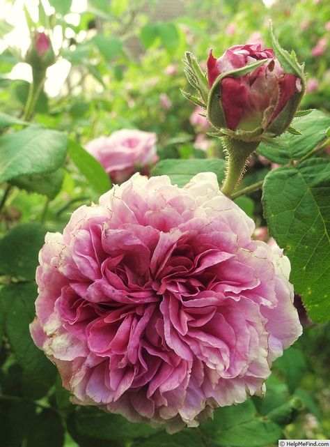 'Président de Sèze' Rose Photo Heritage Rose, Austin Rose, Heirloom Roses, Rose Photo, Nothing But Flowers, David Austin Roses, Ground Cover Plants, Nature Garden, Beautiful Rose Flowers