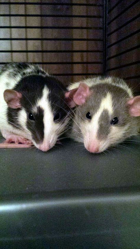 The black and white one looks like my big boy chip                                                                                                                                                                                  More Fancy Rat Colors, 2 Rats Together, Rat Face, Rattus Rattus, Dumbo Rats, White Rat, Dumbo Rat, Black Rat, Baby Rats