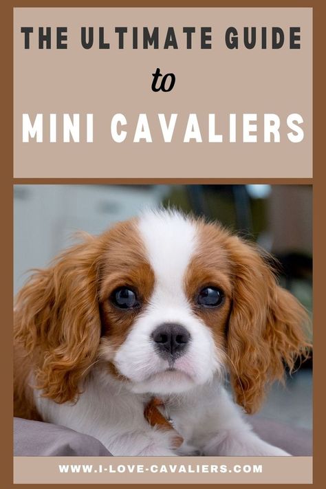 Mini King Charles Cavalier, Mini Cavalier King Charles Spaniel, Male Vs Female, King Charles Puppy, Spaniel Breeds, Cavalier Puppy, Cavalier King, Charles Spaniel, Cavalier King Charles Spaniel