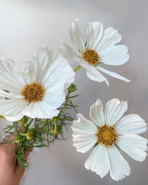 White Cosmos, White Cosmo, Cosmos Flowers, Floral Inspiration, Flowers White, Art Drawings Simple, Summer Flowers, Cosmos, White Flowers