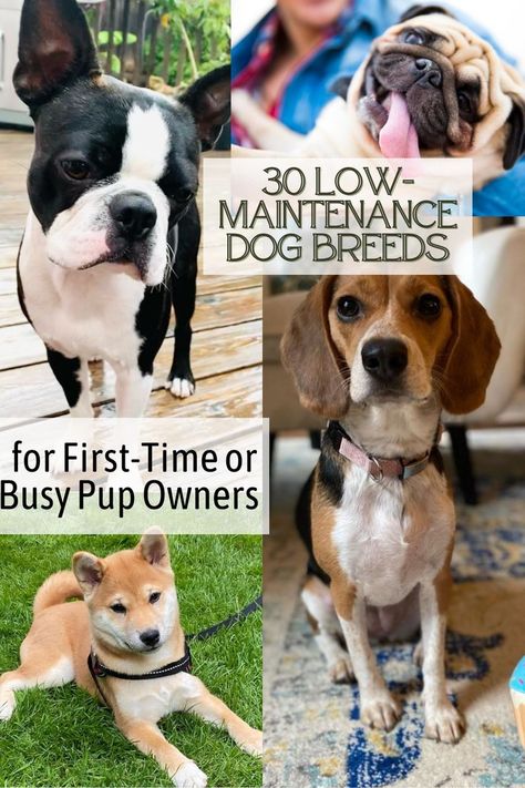 30 Low-Maintenance Dog Breeds for First-Time or Busy Pup Owners #lowmaintenancedog #dogbreeds ##bestdogs #familydogs https://parade.com/1249015/marynliles/low-maintenance-dog-breeds/ Small Family Dogs, Best Family Dog Breeds, Low Maintenance Dog Breeds, Best Small Dog Breeds, Family Dogs Breeds, Best Small Dogs, Best Guard Dogs, Best Dogs For Families, Dog Jokes