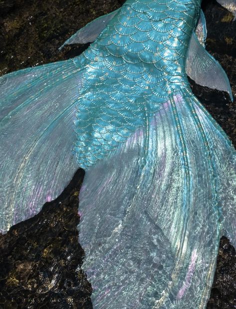 Dark Pink Mermaid Aesthetic, Light Blue Mermaid Tail, Blue Mermaid Tail Aesthetic, Mermaid Tails Aesthetic, Pink Mermaid Aesthetic, Blue Mermaid Aesthetic, Mermaid Tail Aesthetic, Mermaid Tail Blue, Evil Mermaids