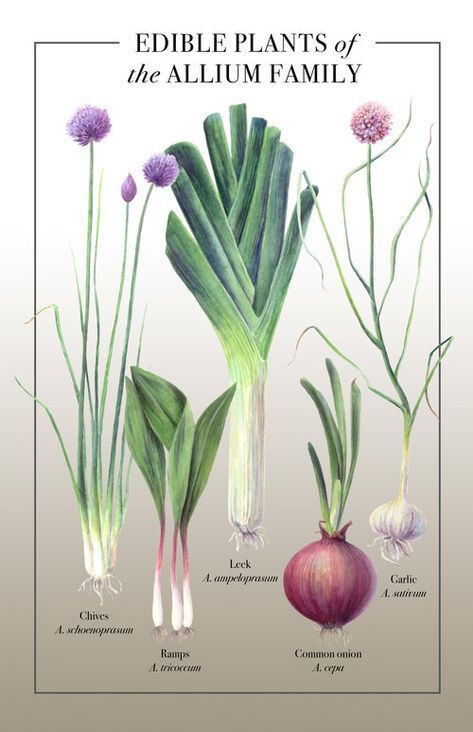 Garlic Flower, Chives Plant, Onion Flower, Herb Art, Vegetable Painting, Planting Onions, Garlic Chives, Illustration Photo, Plant Drawing