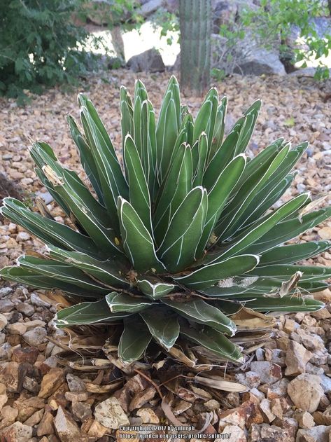 Photo of Queen Victoria Agave (Agave victoriae-reginae) uploaded by sulurph Plant Ideas, Landscaping Tips, Scottsdale Arizona, Cactus And Succulents, Queen Victoria, Photo Location, Garden Plants, Landscaping, Arizona