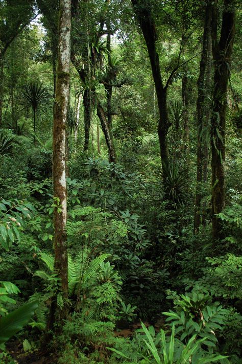 Madagascar Rainforest, Indonesian Rainforest, Indian Jungle, Rainforest Wallpaper, Jungle Photo, 숲 사진, Jungle Photography, Jungle Gardens, Bg Design