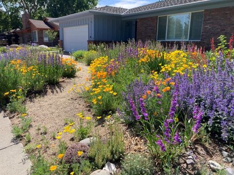 Lawn Alternatives for Northern Nevada | Extension | University of Nevada, Reno Nevada Yard Landscaping, Northern Nevada Landscaping Ideas, Northern Nevada Gardening, Nevada Landscape, Winnemucca Nevada, Watering Trees, Nitrogen Fixing Plants, University Of Nevada Reno, Clover Lawn