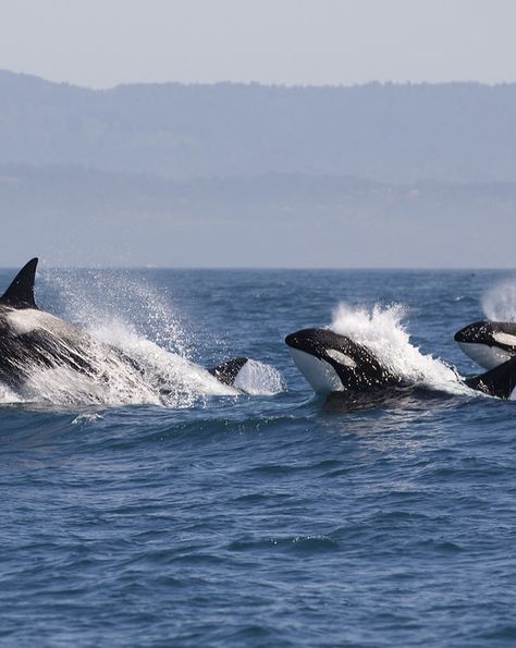 HOME | Salish Sea Bioregional Marine Sanctuary Salt Shoal Bay, Coast Salish People, Pacific Marine Mammal Center, National Aquarium Baltimore, Salish Sea, Scorpio Season, Animals