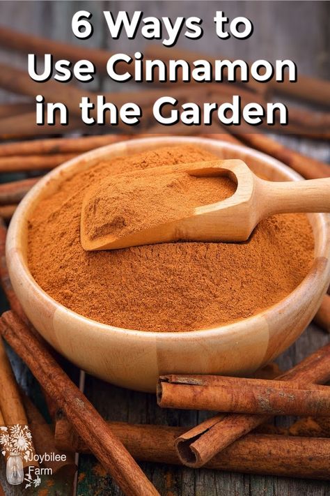 Cinnamon In The Garden, Cinnamon Garden, Cinnamon Benefits, Growing Hydrangeas, Smart Garden, Healthy Garden, Cinnamon Powder, Organic Gardening Tips, Food Garden