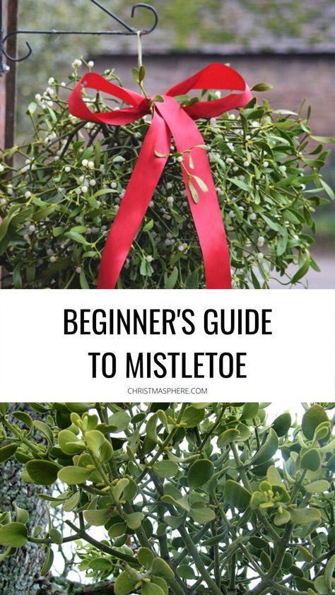 Beginner's Guide To Mistletoe - Every question about mistletoe answered Mistletoe Magical Properties, Misotoes Christmas, Diy Mistletoe Decoration, Homemade Mistletoe, Mistletoe Meaning, Mistletoe Craft, Real Mistletoe, Christmas Quizzes, Homemade Christmas Crackers