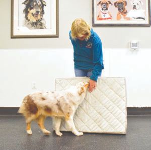 Mat Training Tips - Whole Dog Journal Attention Seeking Behavior, Dog Journal, Puppy Time, Dog Steps, Ring Doorbell, Kids Running, Stay Happy, Two Dogs, Dog Show