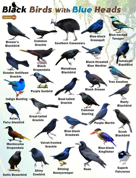 Black Birds With Blue Heads – Facts, List, Pictures Birds Species, Tiny Baby Animals, Names Of Birds, Action Wallpaper, Pig Breeds, Birding Journal, Types Of Birds, List Of Birds, Bird Facts