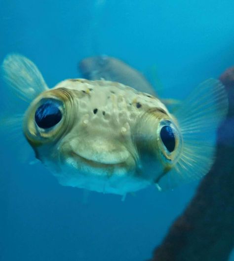 Is it me, or does this puffer fish look a bit like E.T? Fish Store, Aquatic Animal, Creature Marine, Aquatic Creatures, Fish Face, Water Creatures, Weird Fish, Puffer Fish, Water Animals