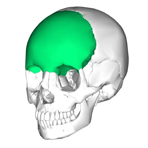 Frontal bone - forms the forehead and the anterior part of the top of the skull Frontal Bone Skull, Frontal Bone Anatomy, Frontal Bone, Anatomy Flashcards, Body Bones, Facial Bones, Dog Skull, Anatomy Bones, Forensic Anthropology