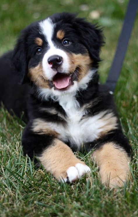 Super Cute Puppies, Really Cute Dogs, Baby Animals Pictures, Cute Little Puppies, Cute Animals Images, Mountain Dog, Bernese Mountain