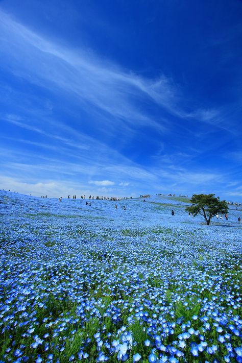 Hitachi Seaside Park, Seaside Park, Ibaraki, Flower Field, Blue Aesthetic, Vincent Van Gogh, Amazing Nature, Nature Pictures, Beautiful World