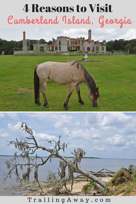 When you visit Cumberland Island, Georgia, it feels like you are being transported to another, more simple time. Read more about this unique outdoor oasis. #Georgia #wildlife #horses #beach #island #cumberlandisland #hike Horses Beach, Cumberland Island Georgia, Georgia Islands, Island Christmas, Amelia Island Florida, Cumberland Island, Georgia Vacation, Camping Places, Georgia Travel