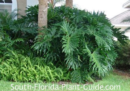 Philodendron Selloum Layers of rich green, deeply divided leaves makes philodendron selloum the star of South Floridas tropical gardening. Low Maintenance Landscaping Front Yard, Low Maintenance Backyard, Florida Landscaping, Florida Plants, Tropical Backyard, Florida Gardening, Trendy Plants, Backyard Flowers, Tropical Pool