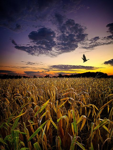 Goose Flying Over Corn Field Corn Field, Sun Setting, Wheat Field, Field Of Dreams, Country Life, Farm Life, Amazing Nature, Sunrise Sunset, Beautiful World